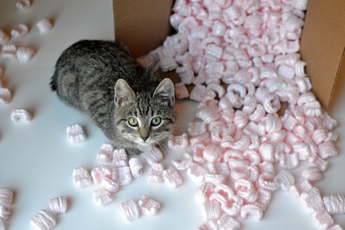 Cat in moving box with styrofoam peanuts